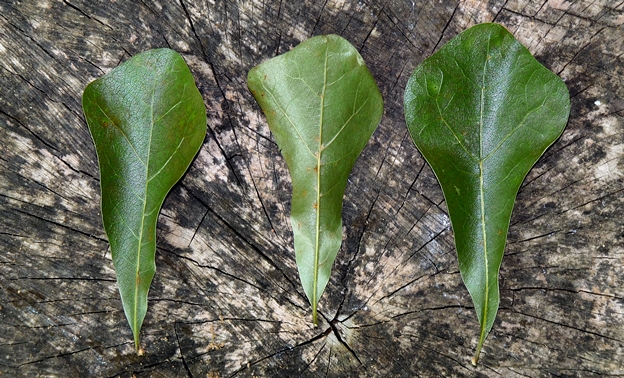 {Quercus nigra}